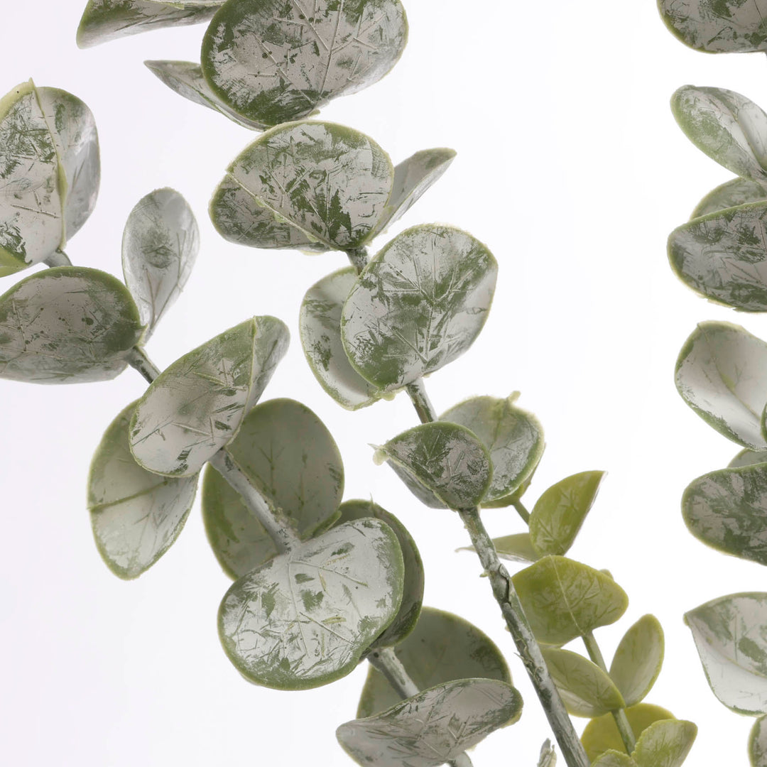 Frosted Silver Dollar Eucalyptus Stem close up 1