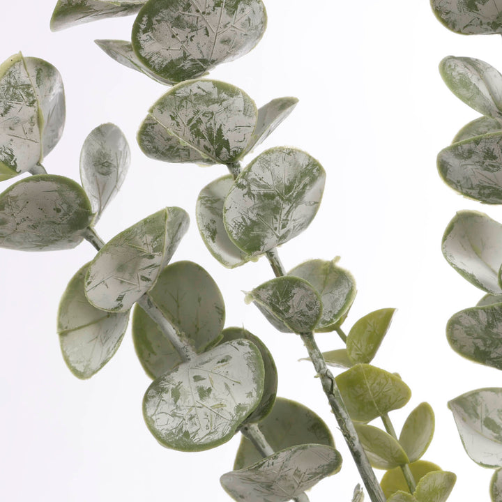 Frosted Silver Dollar Eucalyptus Stem close up 1