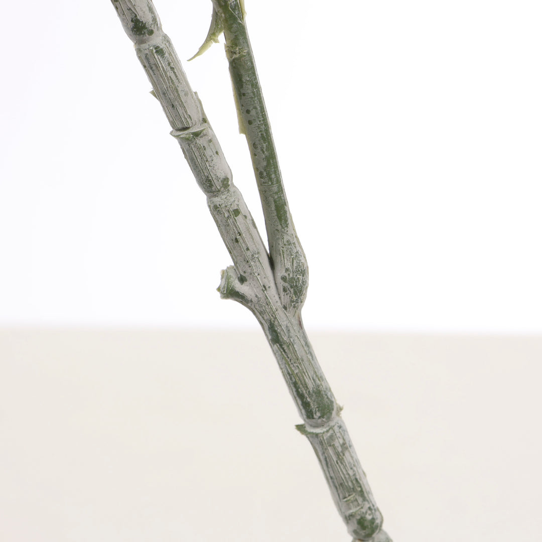 Frosted Silver Dollar Eucalyptus Stem close up 3