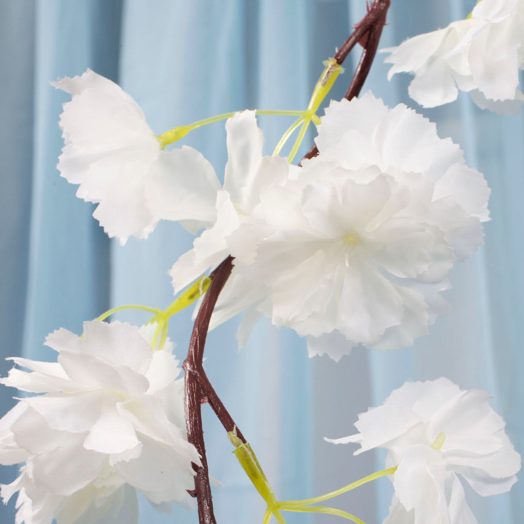 Close up of white cherry blossom flower, stem and vine