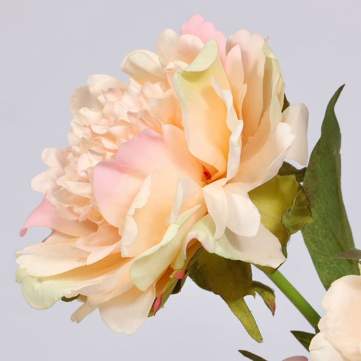 A close-up of a peach peony flower with soft pink edges, green stem, and a green leaf against a light gray background.