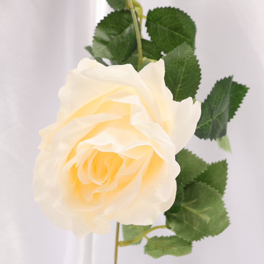Cream rose with green leaves on a light gray background