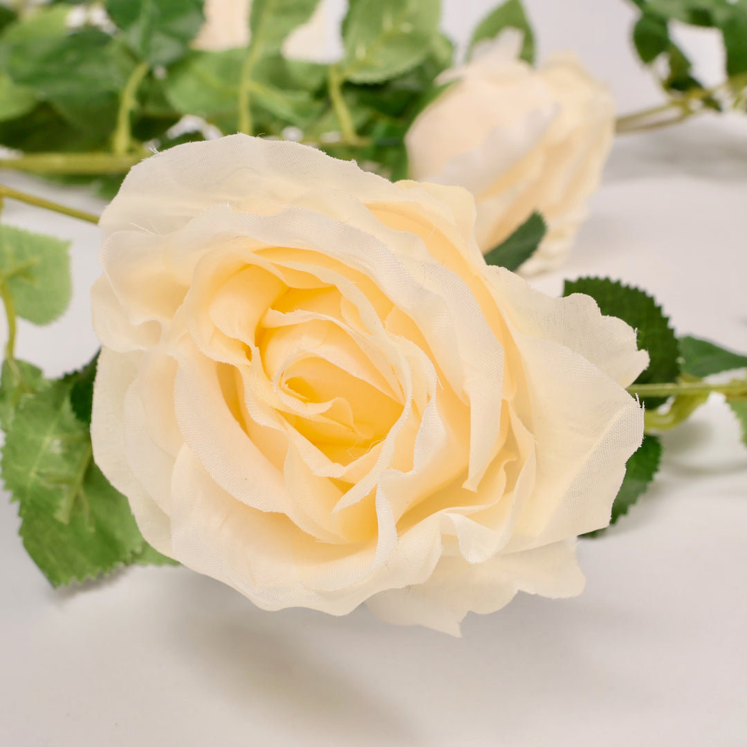 Close-up of a cream rose with green leaves on a white background