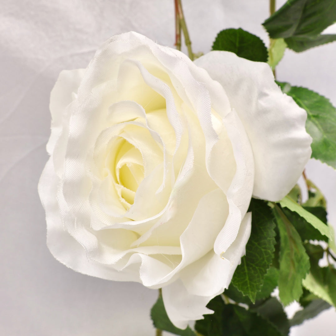 Close-up of a white rose with green leaves on a light gray background
