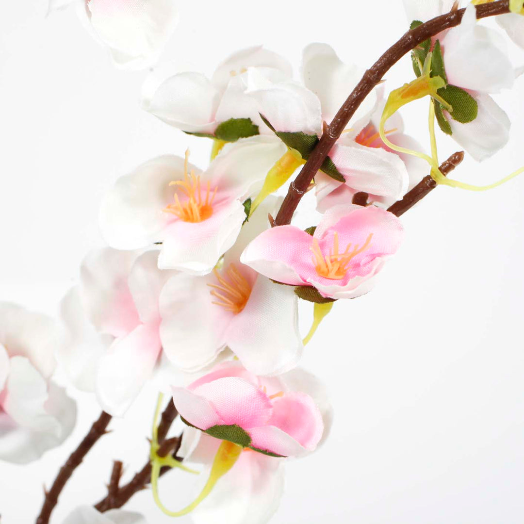 Close up Two-tone Cherry Blossom Pink White, brown steam