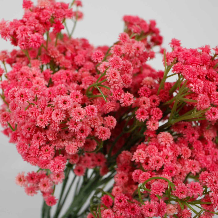 Baby Breath Bouquet Premium - Fuchsia (60cm)