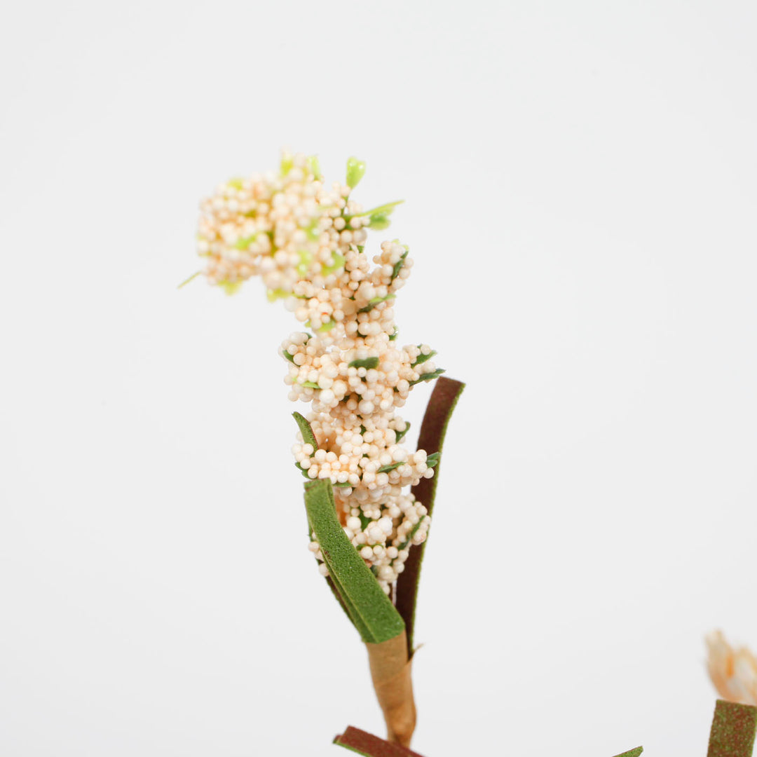 close up photo of seed pod flower cream and green 