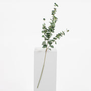 Long Eucalyptus branch with green leaves 
