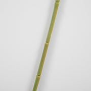 close up of branch stem, green