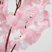 Close up of Pink Cherry Blossom Flower