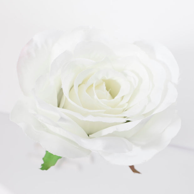 Top View Single White rose close up